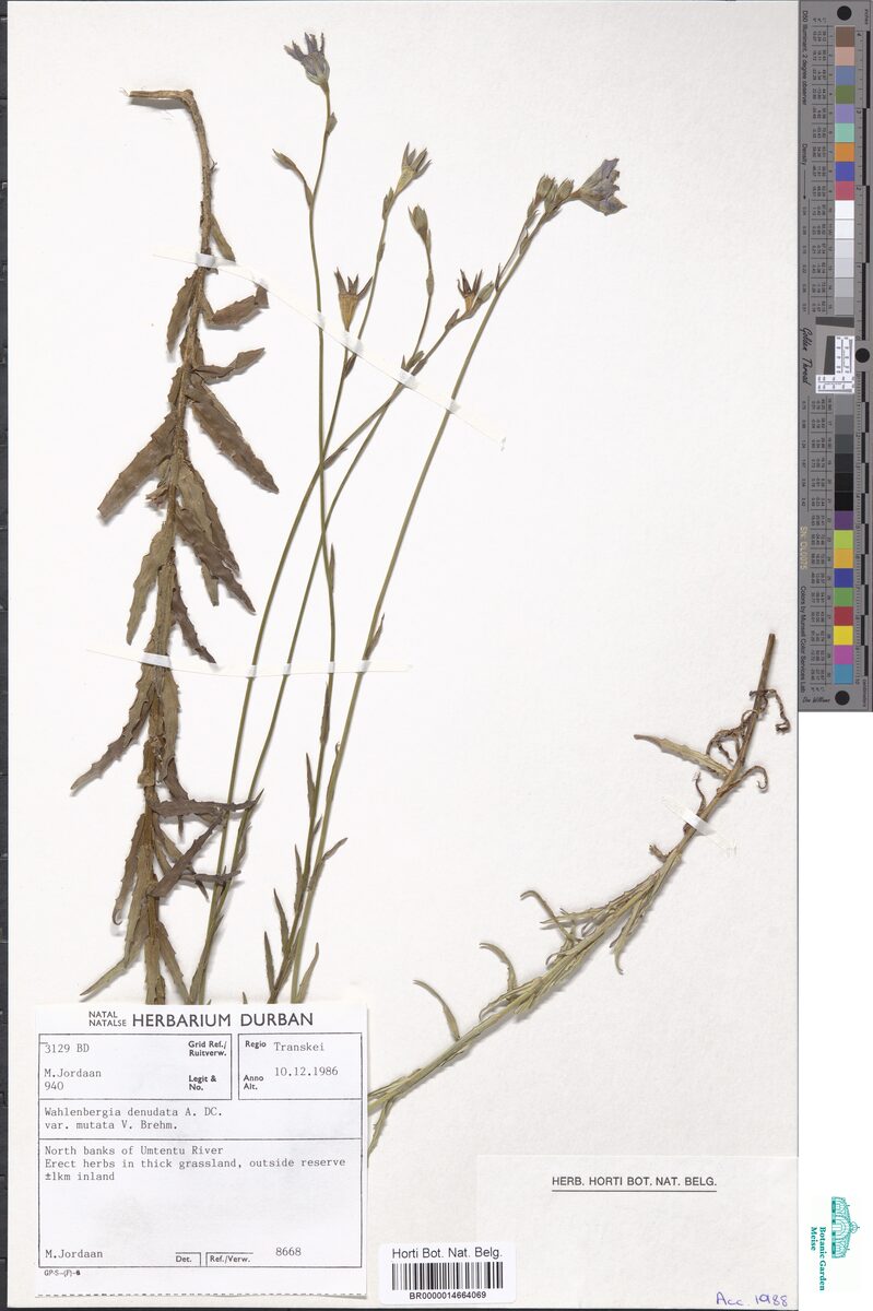 Wahlenbergia denudata