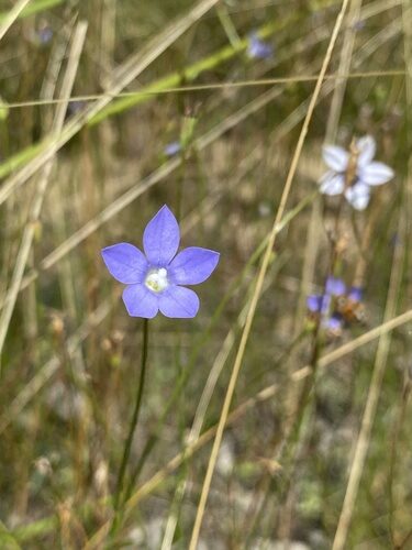 Wahlenbergia stricta (Australian bluebell) — photo