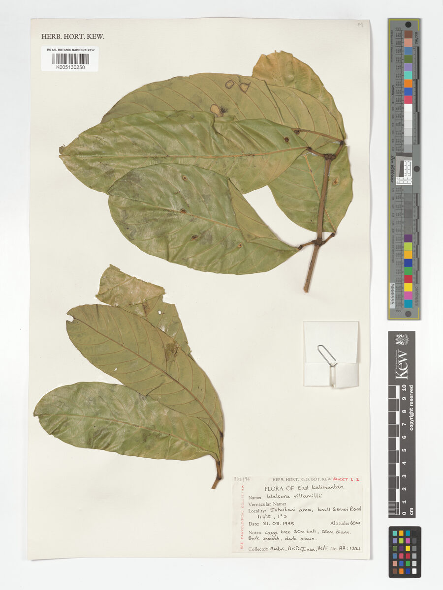 Walsura villamilii — photo