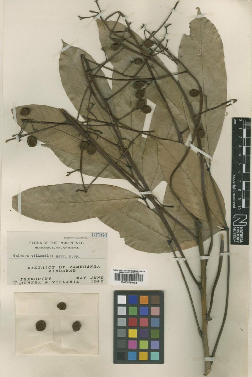 Walsura villamilii — photo