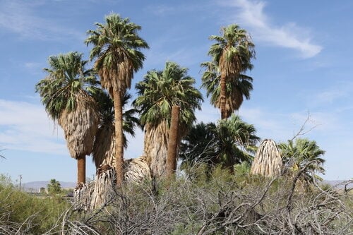 Washingtonia robusta (Desert Fan Palm) — photo