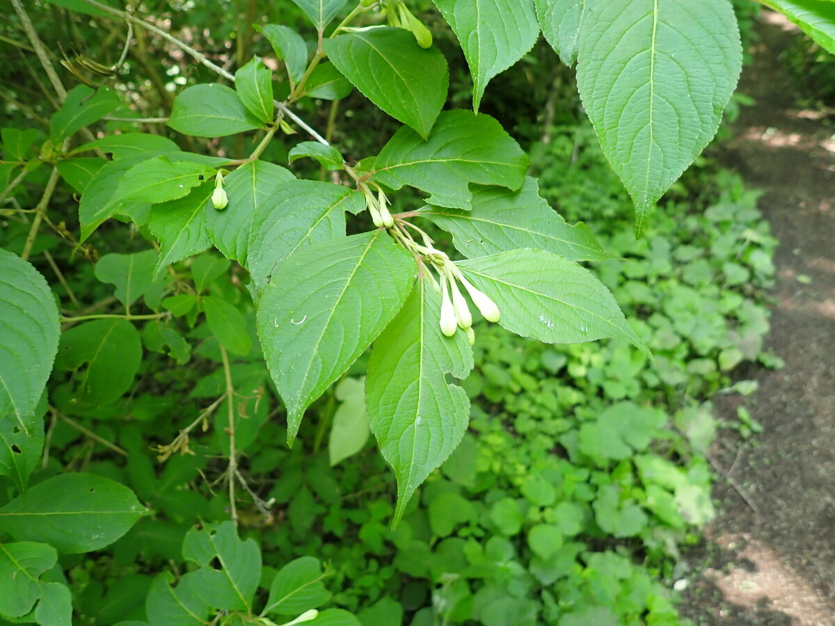 Weigela decora - (Nakai.)Nakai. — photo