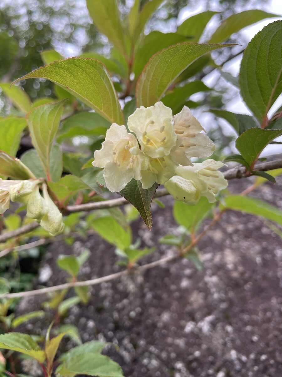 Weigela decora - (Nakai.)Nakai.