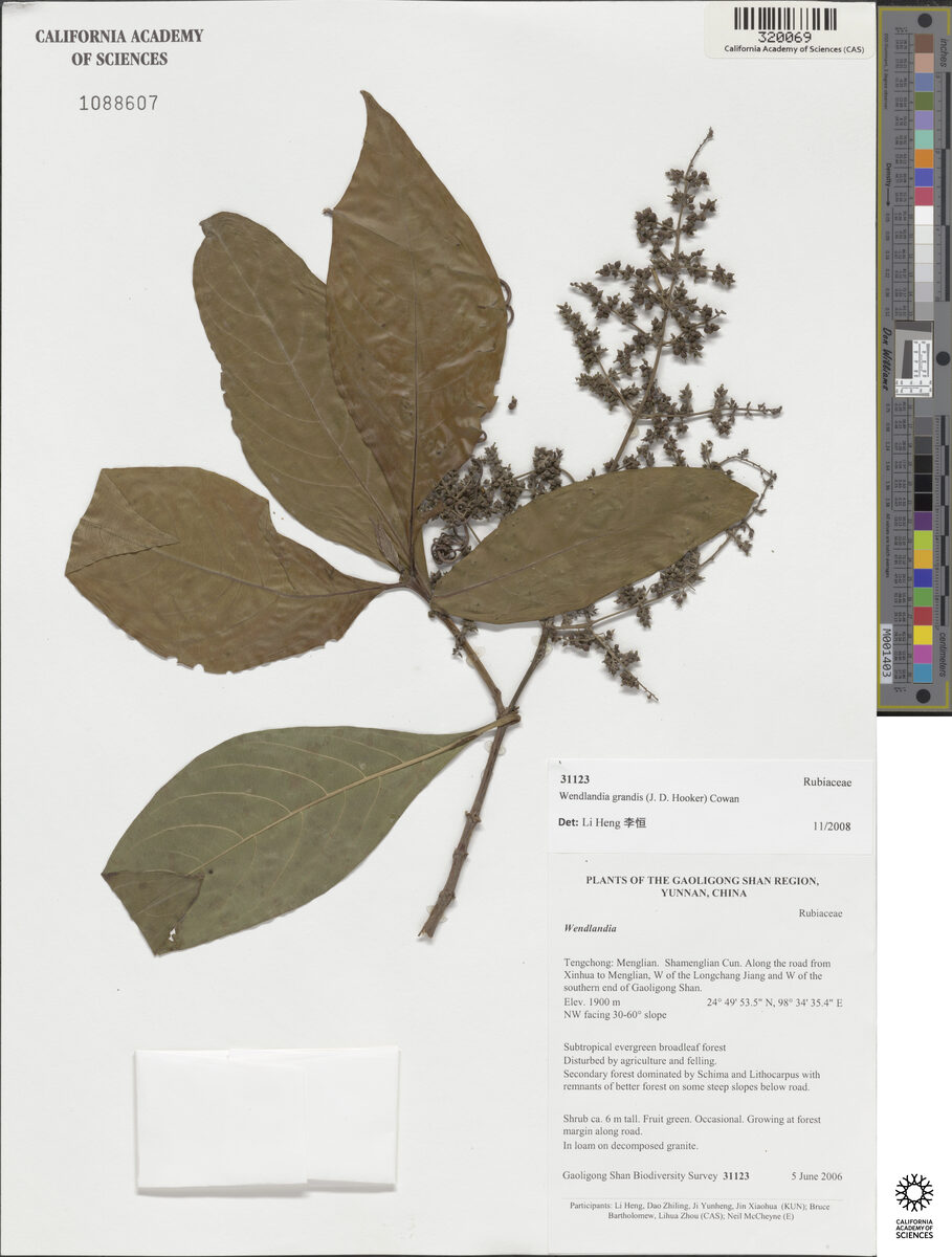 Wendlandia budleioides — photo