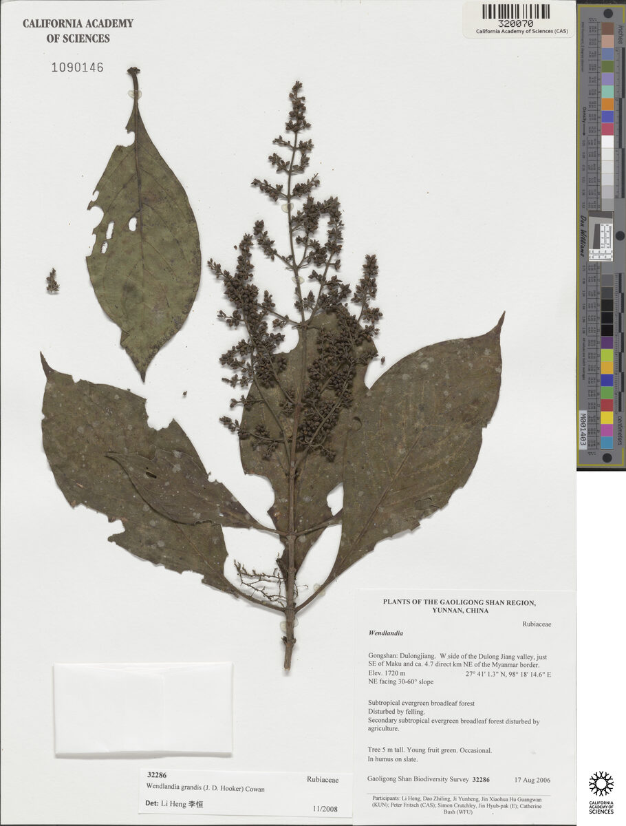 Wendlandia budleioides — photo