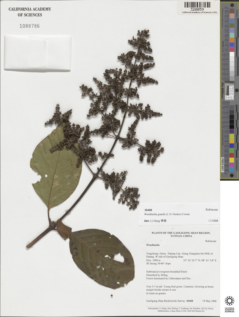 Wendlandia budleioides