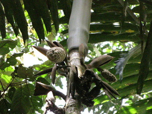 Wettinia augusta