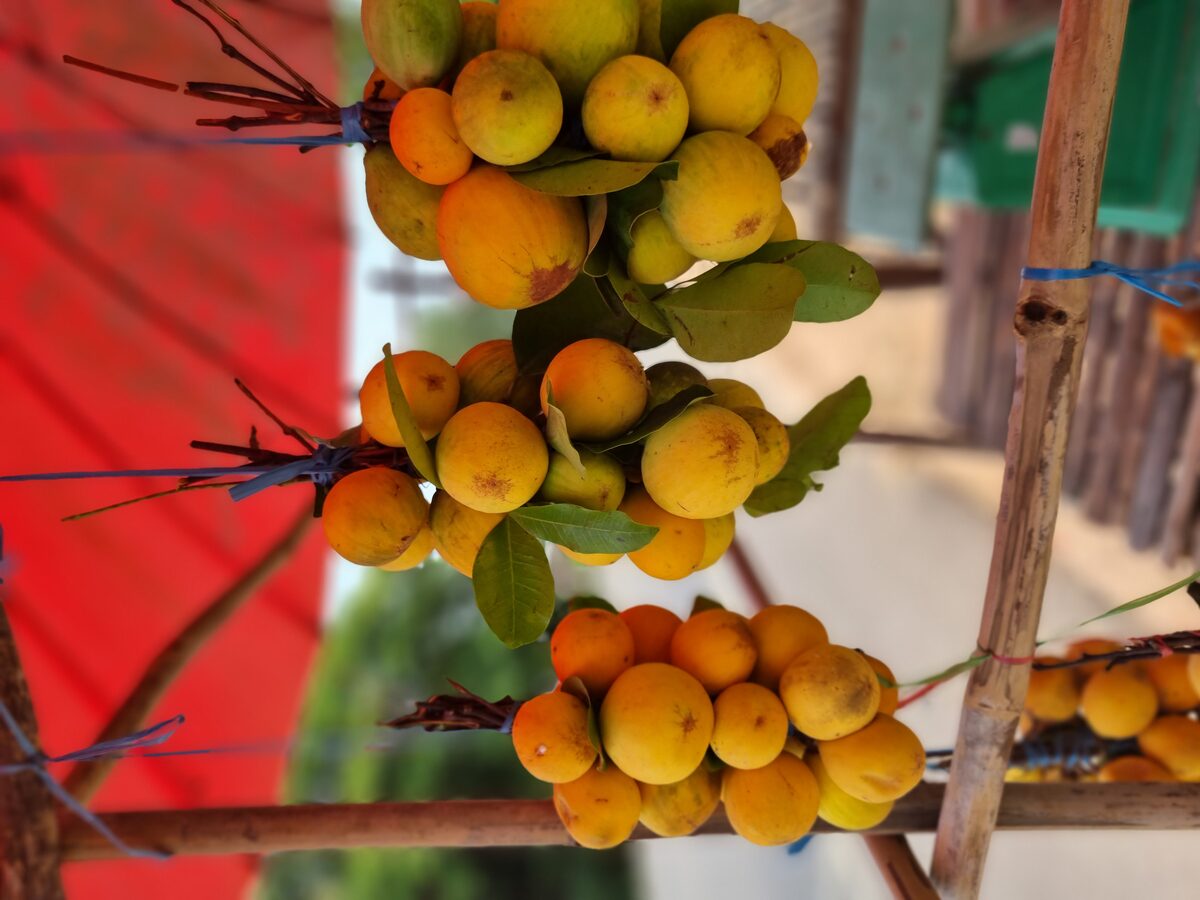 Willughbeia edulis