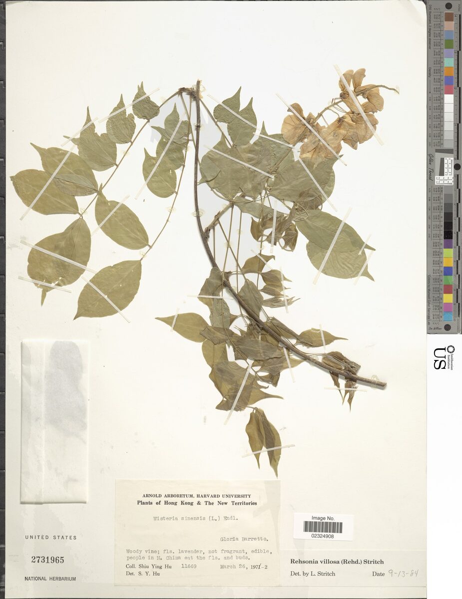 Wisteria villosa — photo