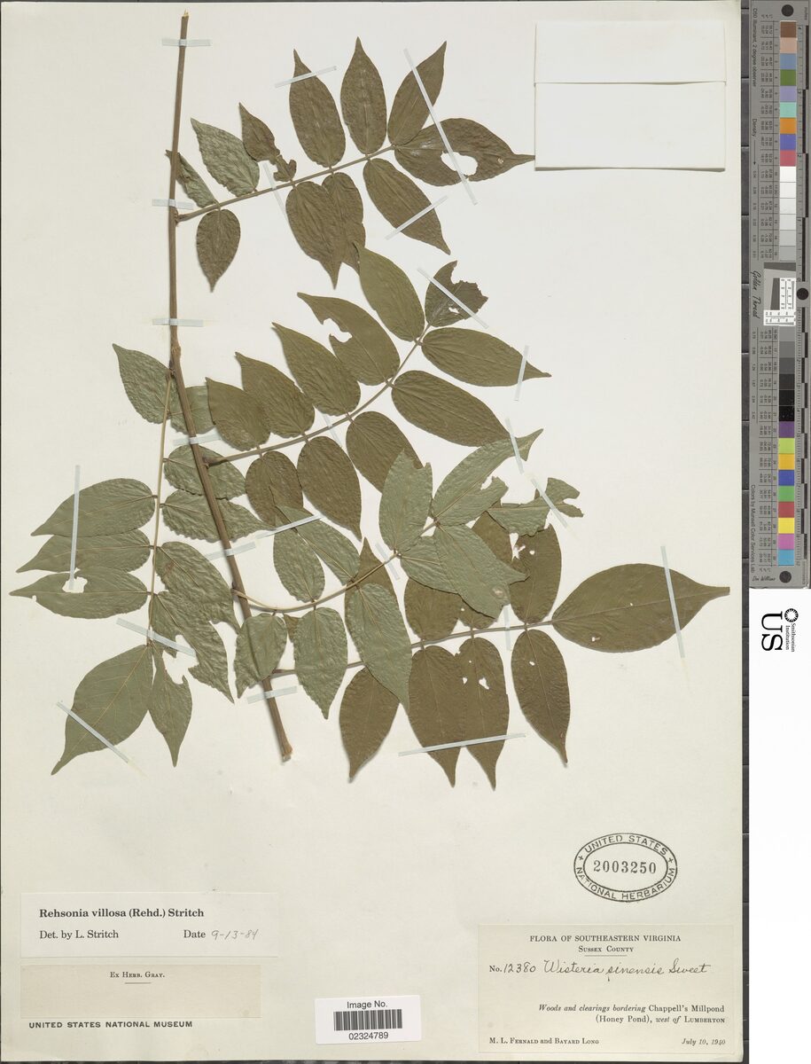 Wisteria villosa — photo