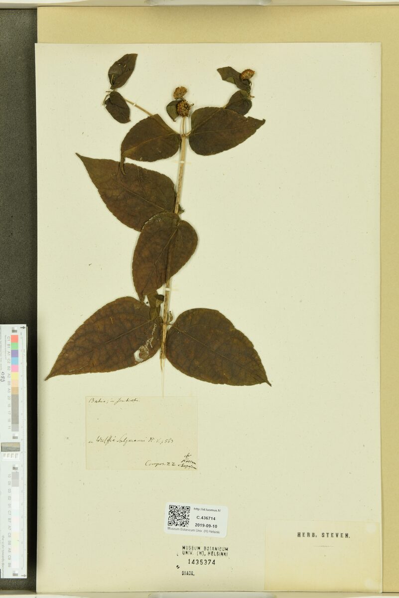 Wulffia stenoglossa — photo