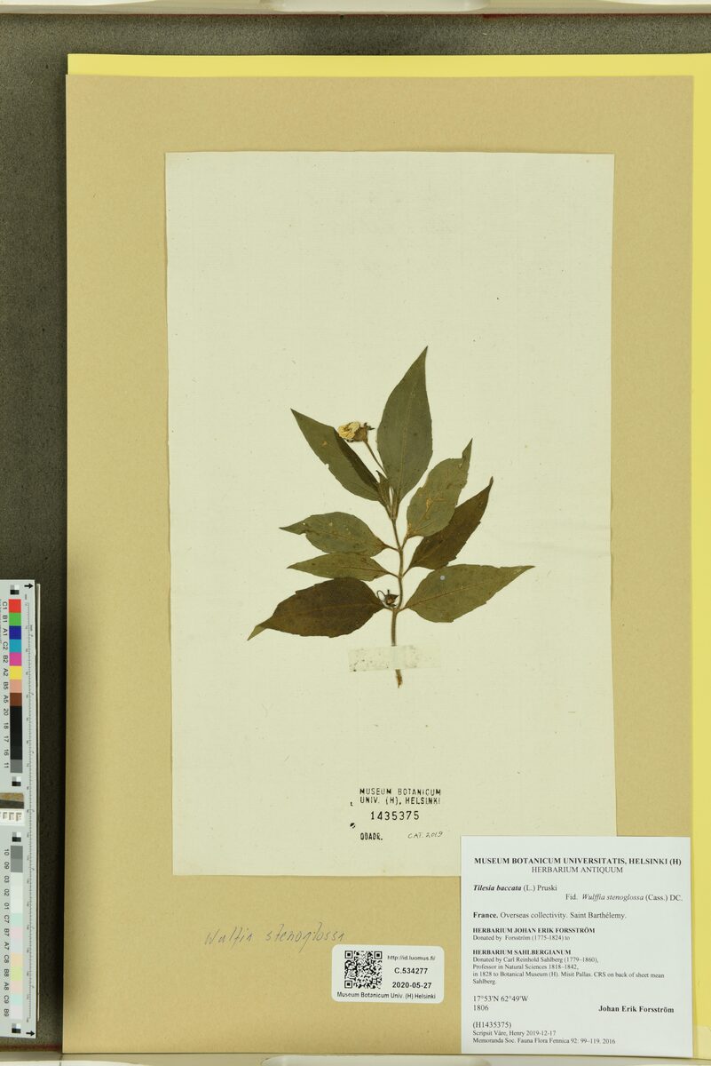 Wulffia stenoglossa