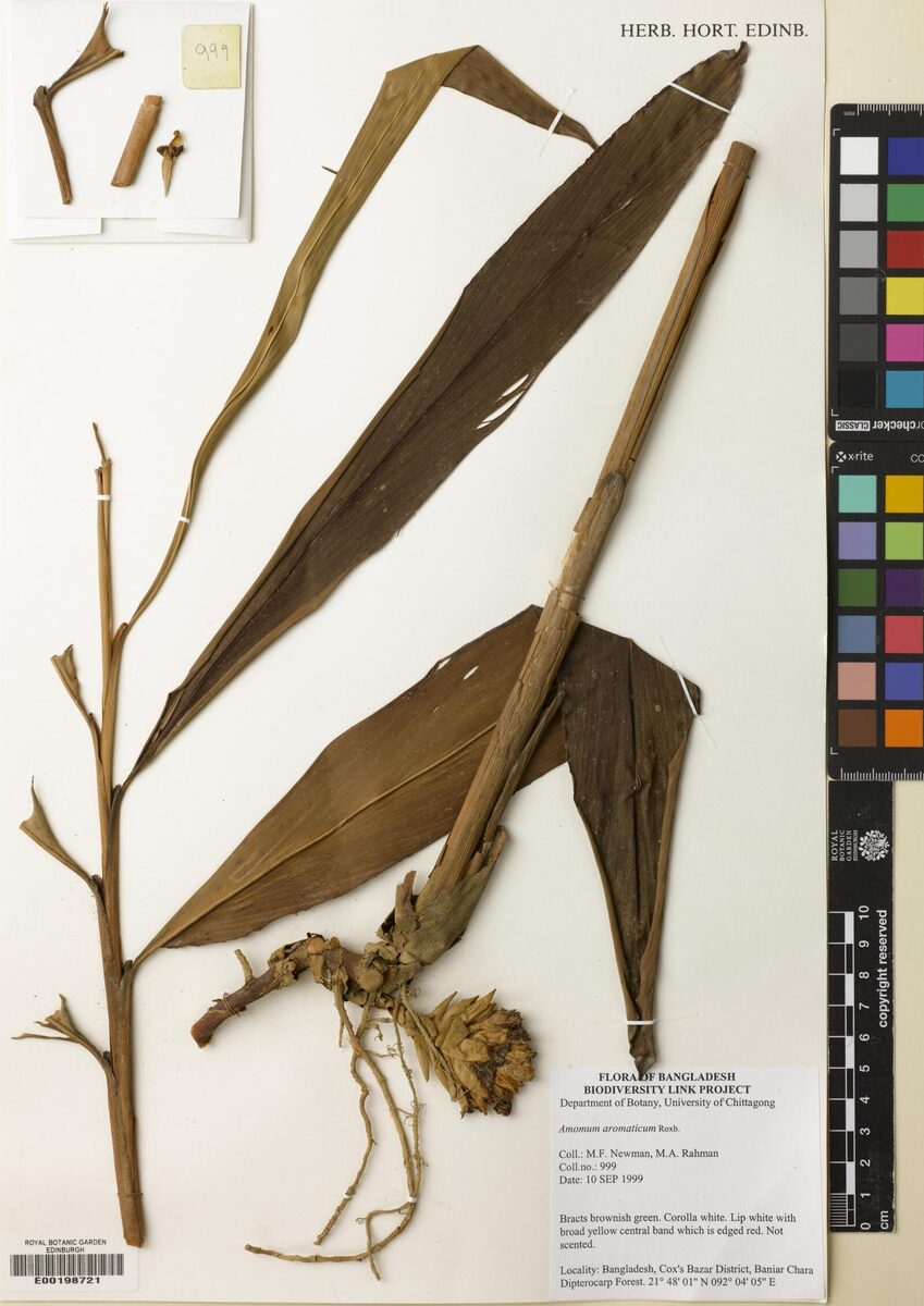 Wurfbainia aromatica (Bengal cardamom) — photo