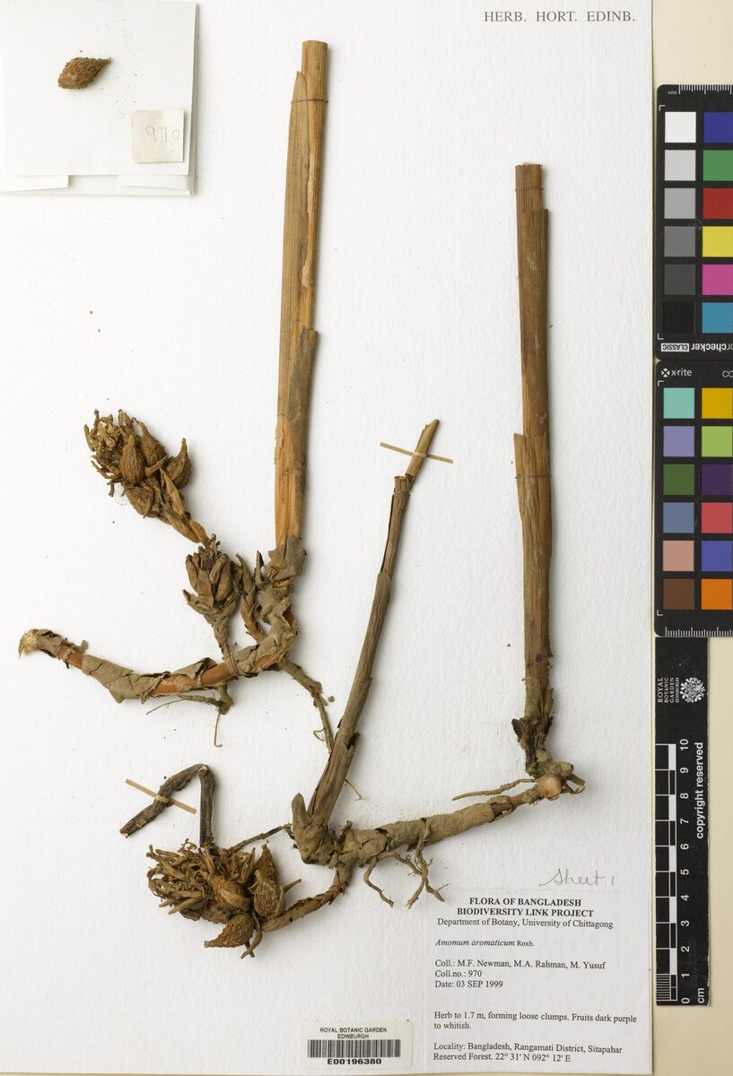 Wurfbainia aromatica (Bengal cardamom) — photo