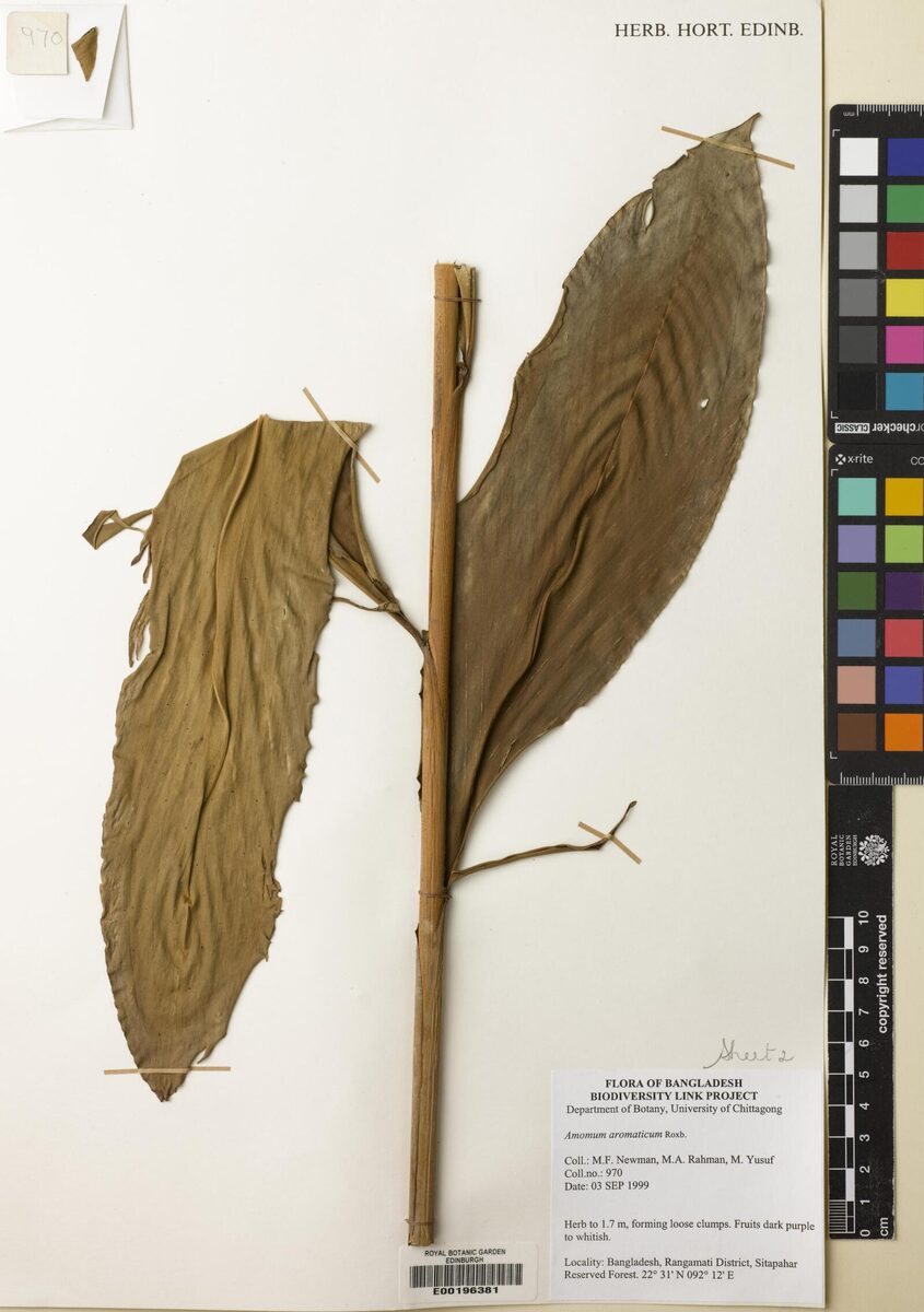 Wurfbainia aromatica