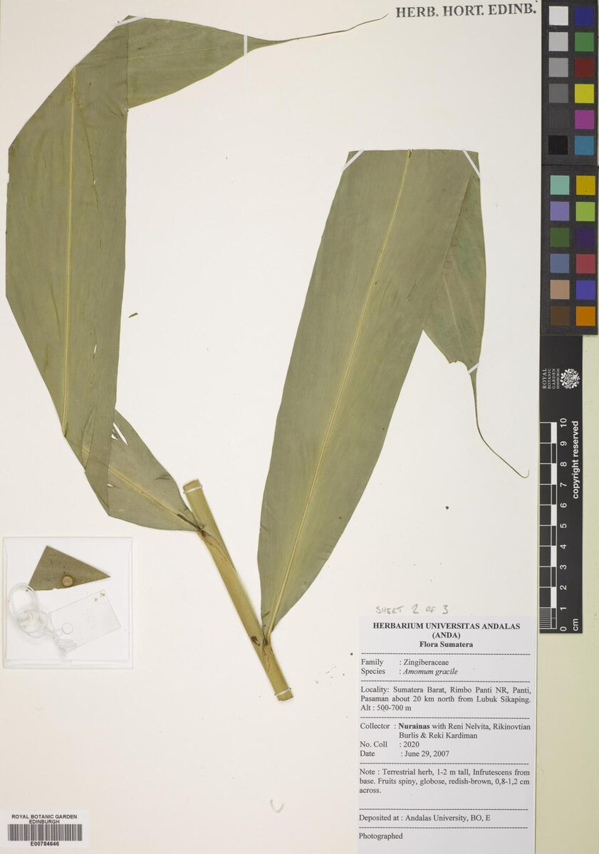 Wurfbainia gracilis (Slender cardamom) — photo