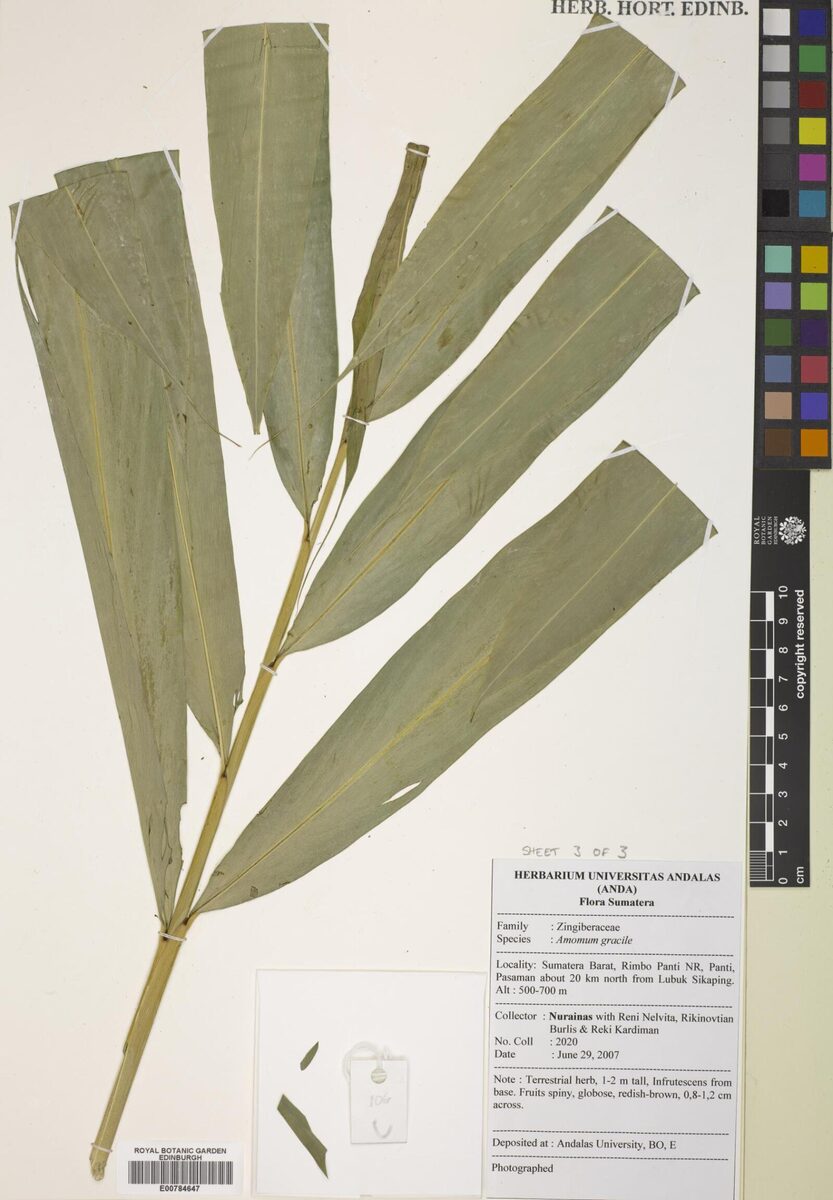 Wurfbainia gracilis (Slender cardamom) — photo