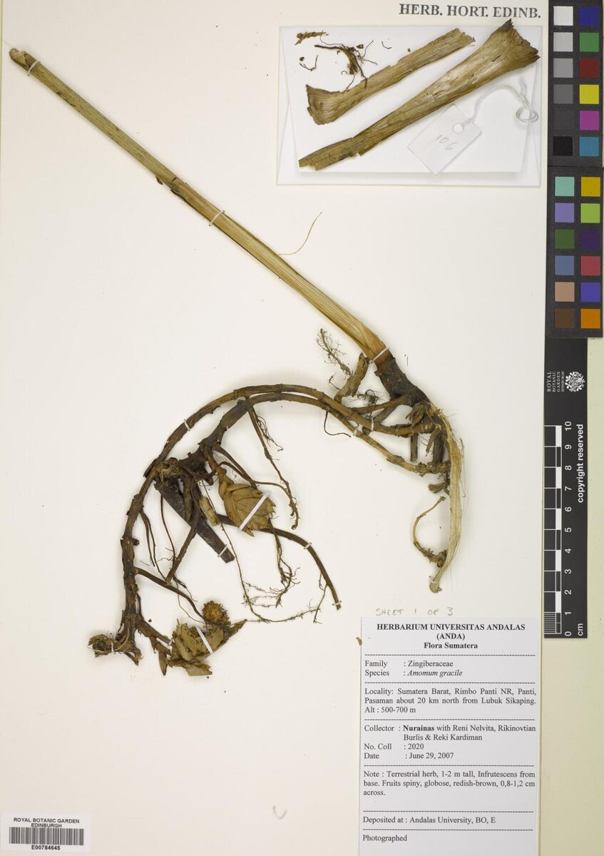 Wurfbainia gracilis