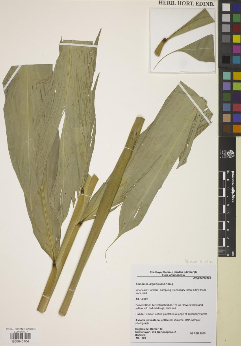Wurfbainia uliginosa — photo