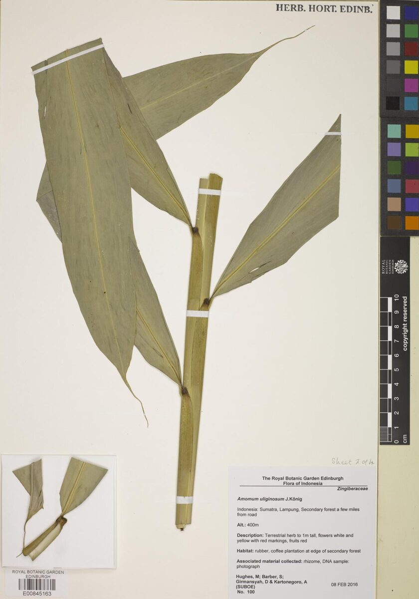 Wurfbainia uliginosa — photo