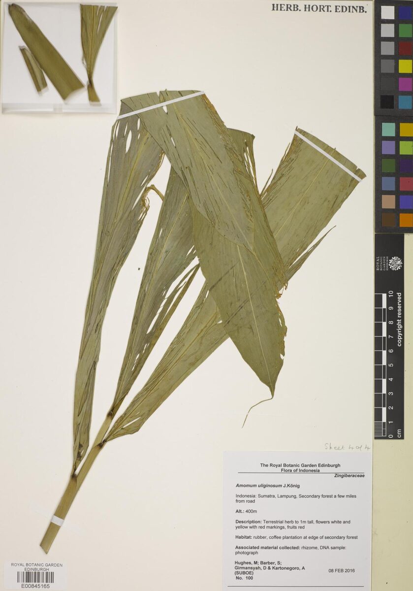 Wurfbainia uliginosa