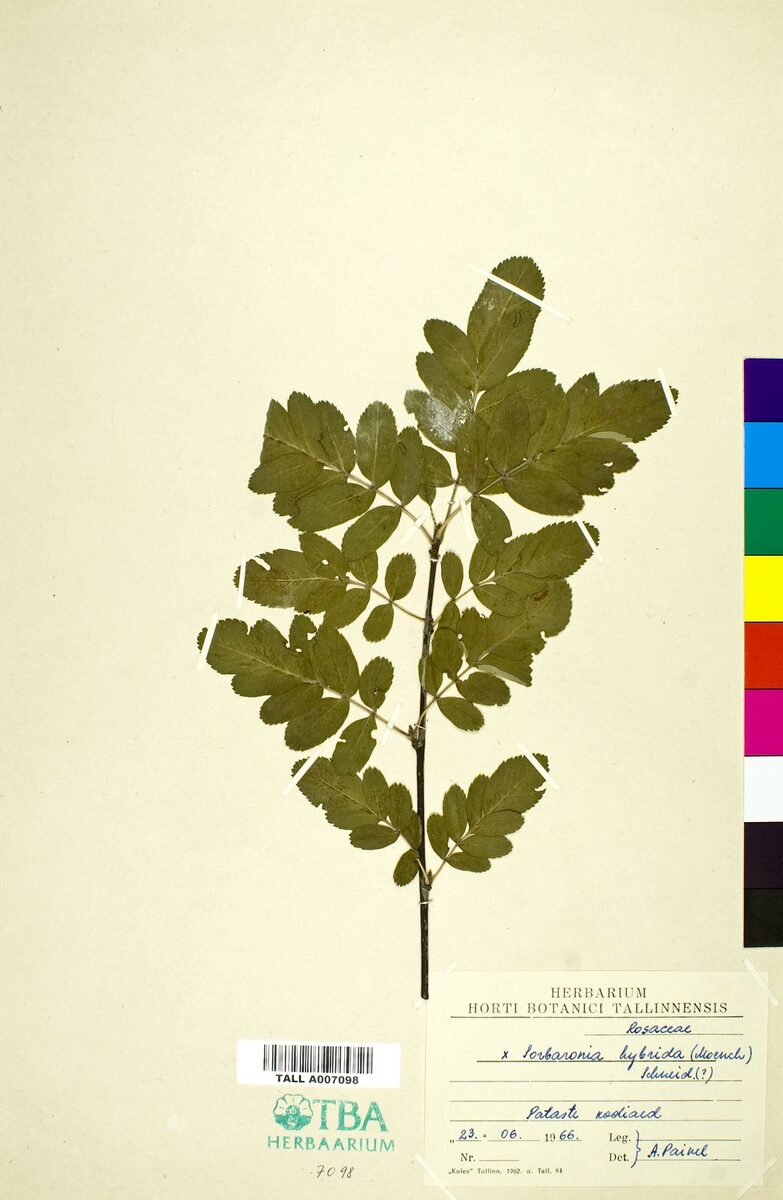 x Sorbaronia hybrid (Aronia x mountain ash) — photo