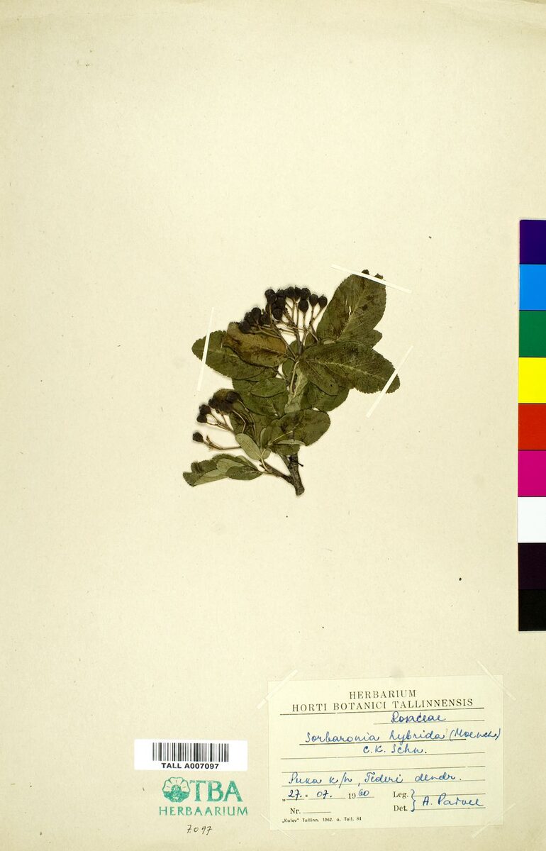x Sorbaronia hybrid (Aronia x mountain ash) — photo