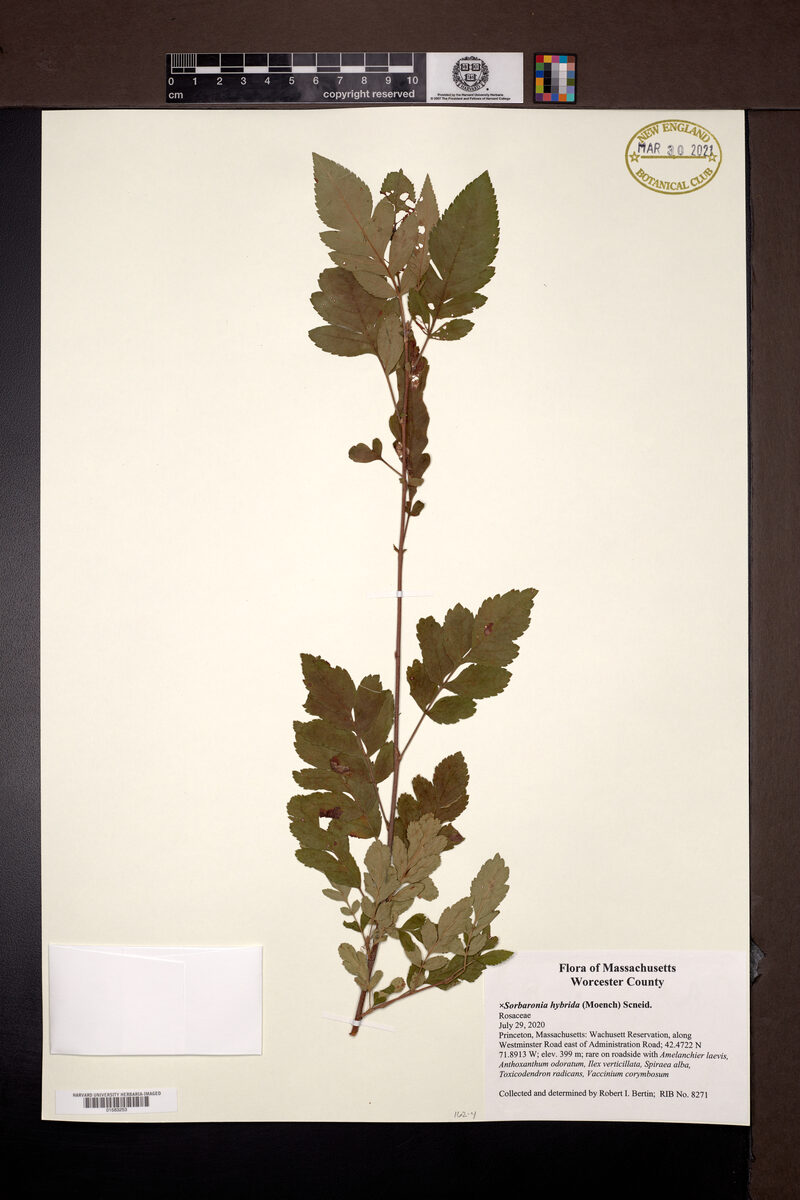 x Sorbaronia hybrid