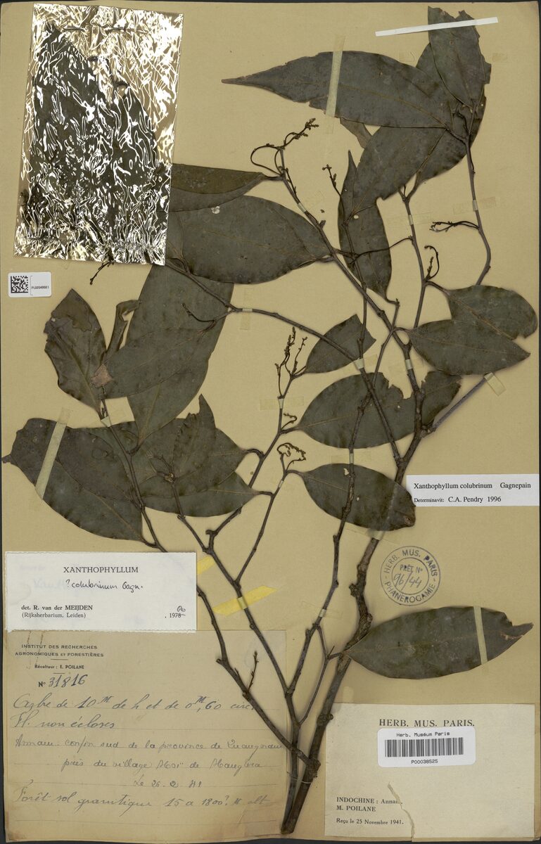 Xanthophyllum colubrinum — photo