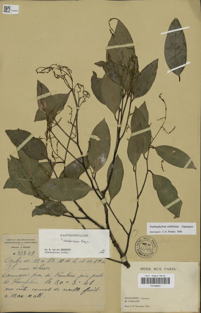 Xanthophyllum colubrinum — photo