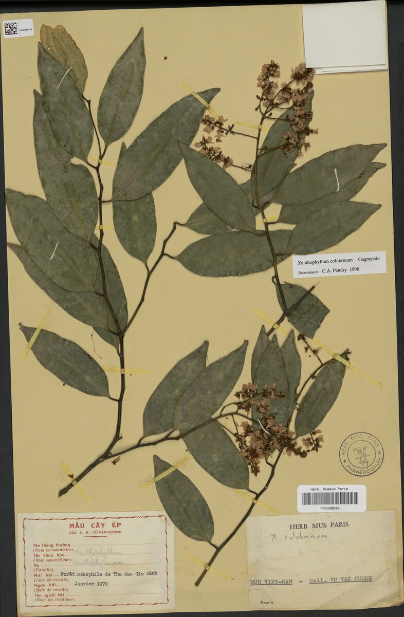 Xanthophyllum colubrinum