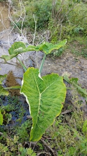 Xanthosoma brasiliense (Tannia spinach) — photo