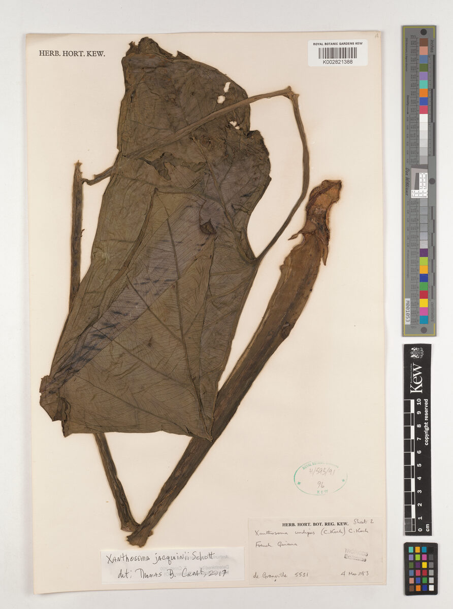 Xanthosoma jacquinii (Huitina) — photo