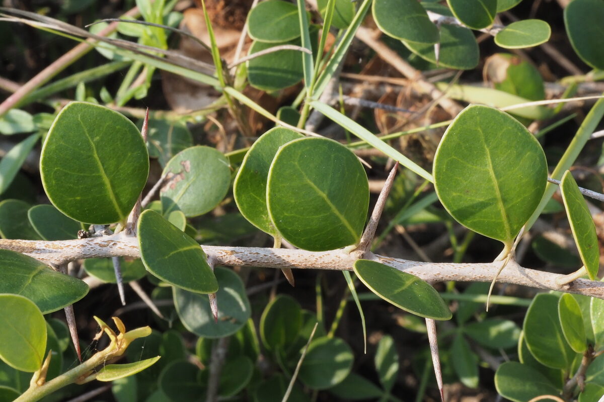 Xantolis maritima — photo
