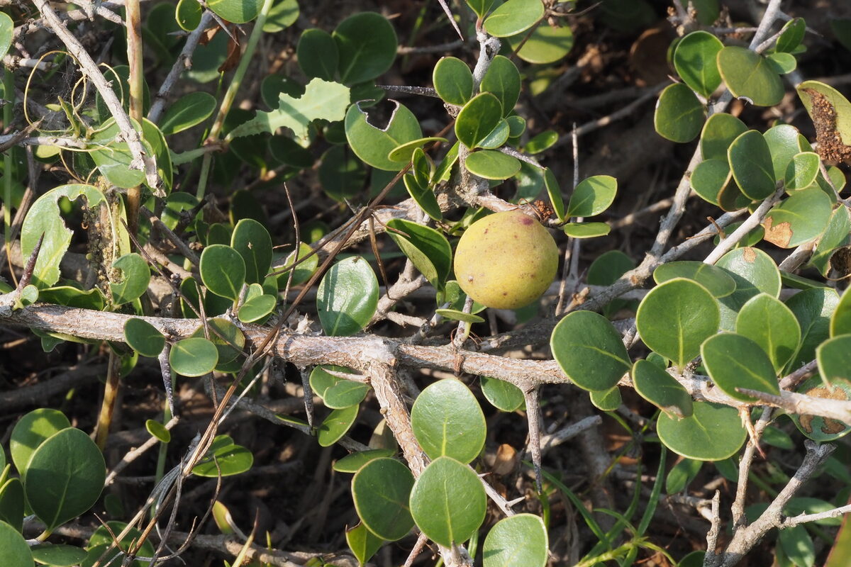 Xantolis maritima — photo