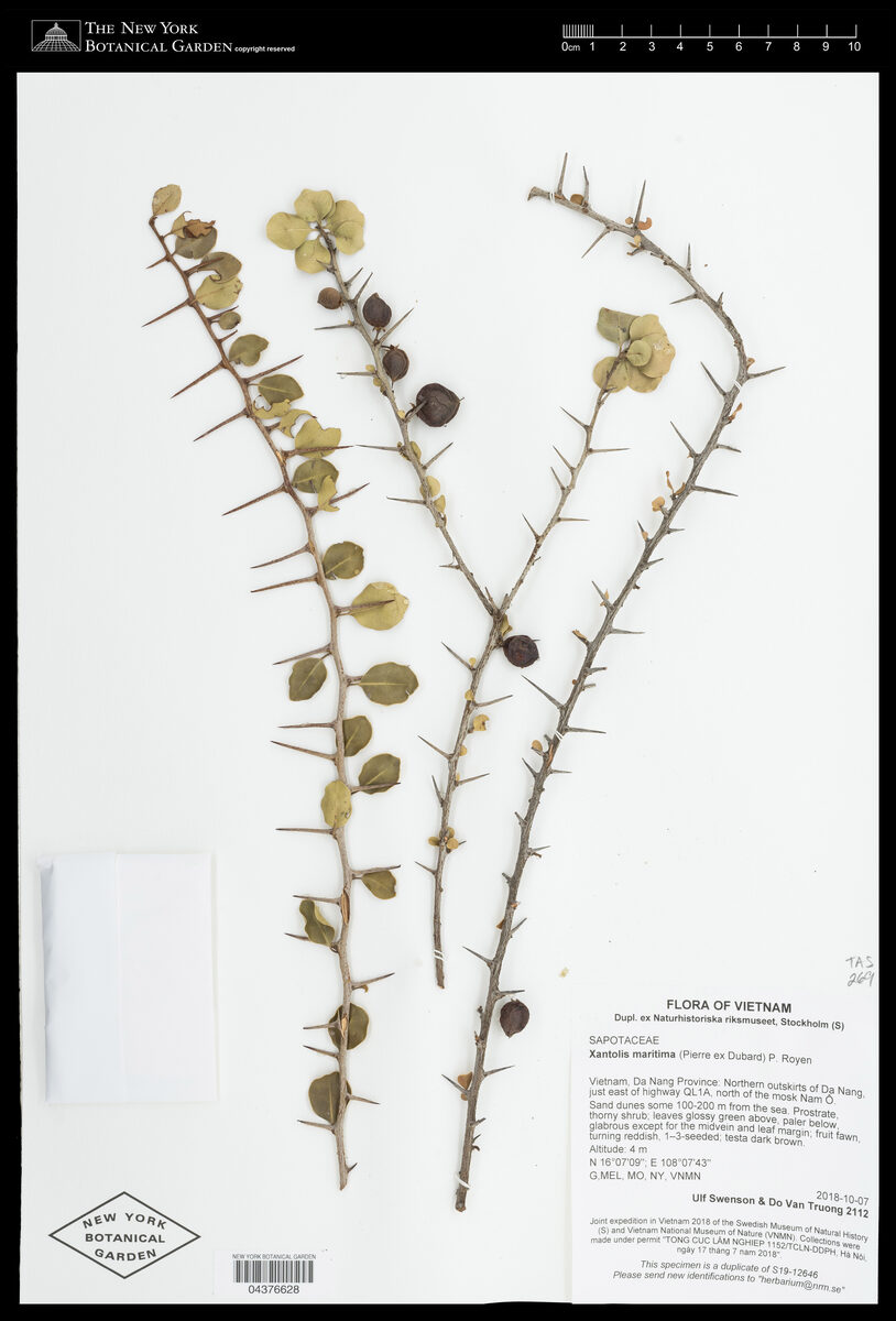 Xantolis maritima