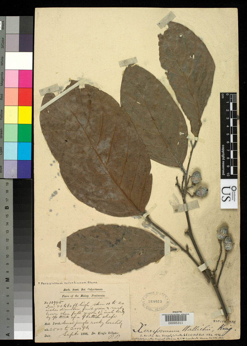 Xerospermum wallichii