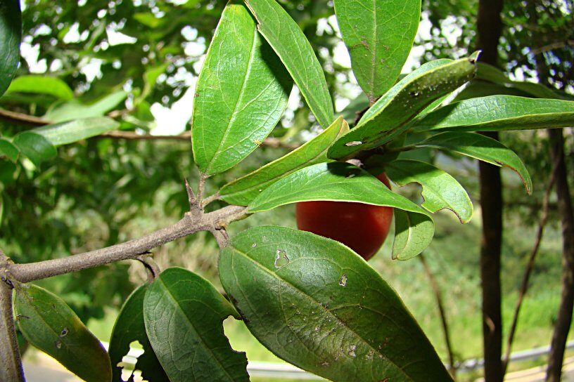 Ximenia caffra var. natalensis (Natal plum) — photo