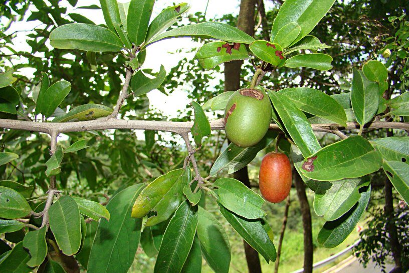 Ximenia caffra var. natalensis (Natal plum) — photo