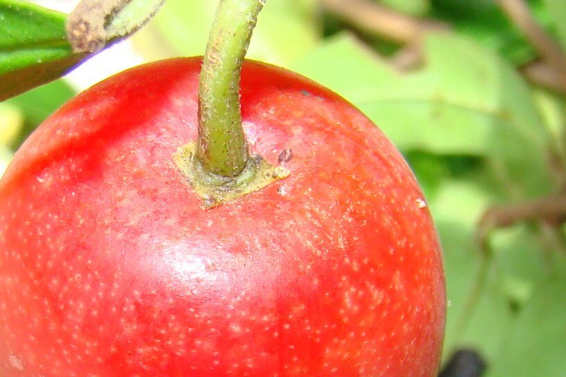Ximenia caffra var. natalensis