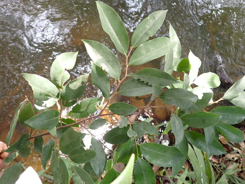 Xylopia acutiflora — photo
