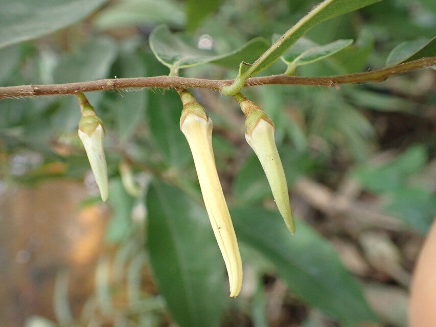 Xylopia acutiflora — photo