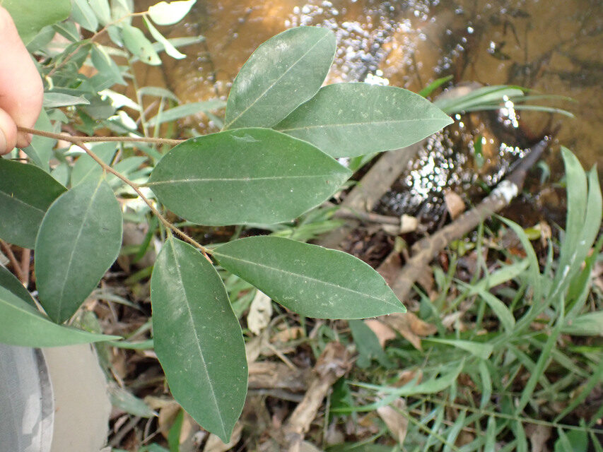 Xylopia acutiflora