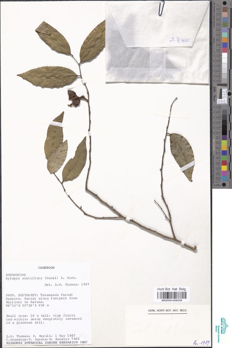 Xylopia monticola — photo