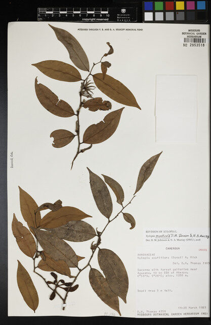 Xylopia monticola — photo
