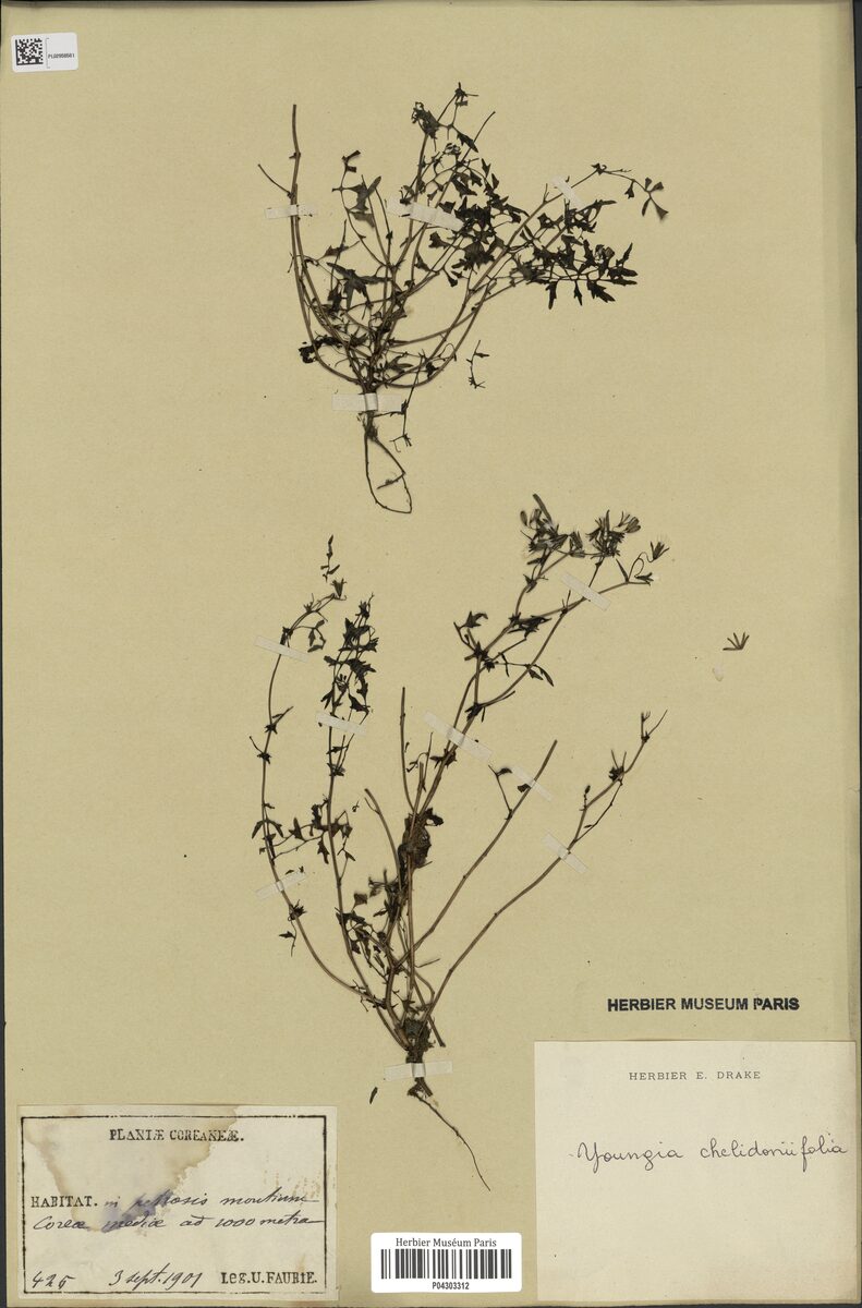 Youngia chelidoniifolia - (Makino.)Kitam.