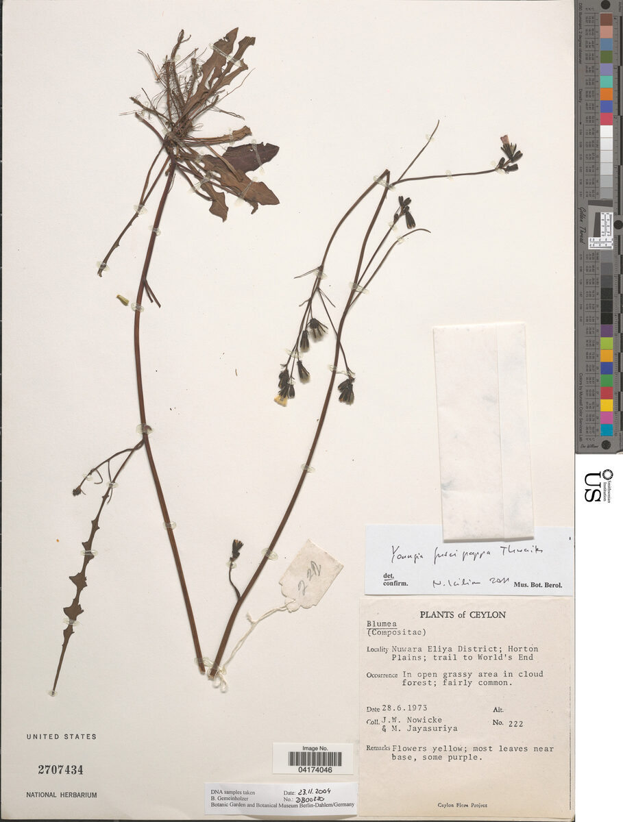 Youngia fuscipappa — photo