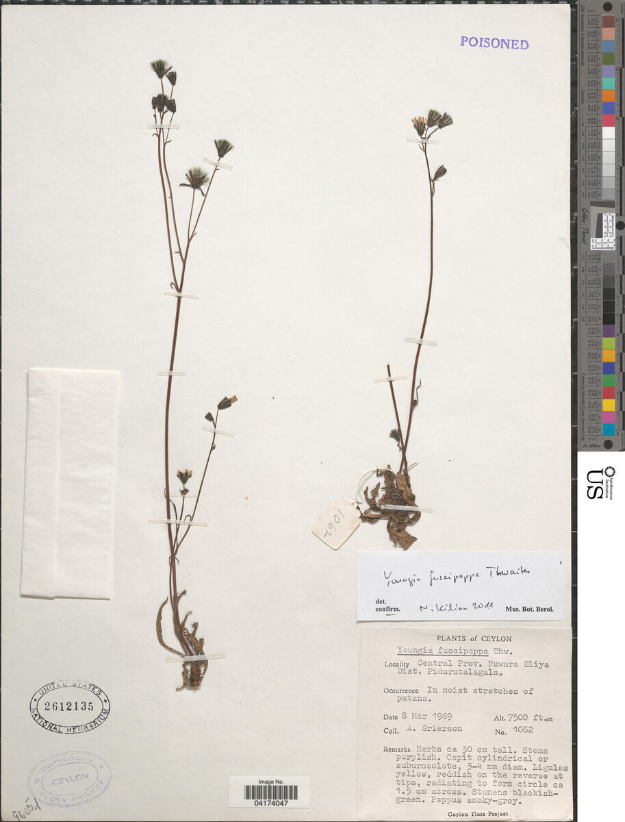 Youngia fuscipappa — photo