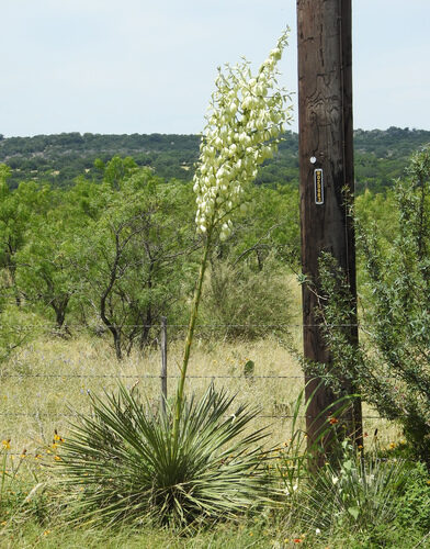 Yucca constricta (Buckley's Yucca) — photo
