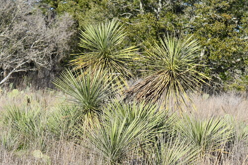 Yucca constricta (Buckley's Yucca) — photo